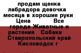 продам щенка лабрадора девочка 2 месяца в хорошие руки › Цена ­ 8 000 - Все города Животные и растения » Собаки   . Ставропольский край,Кисловодск г.